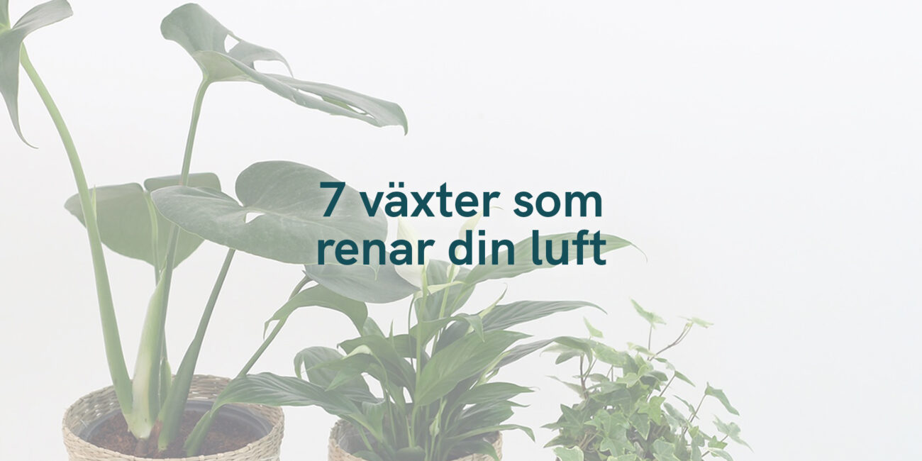 7 växter som renar din luft