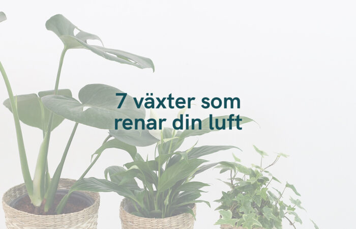 7 växter som renar din luft