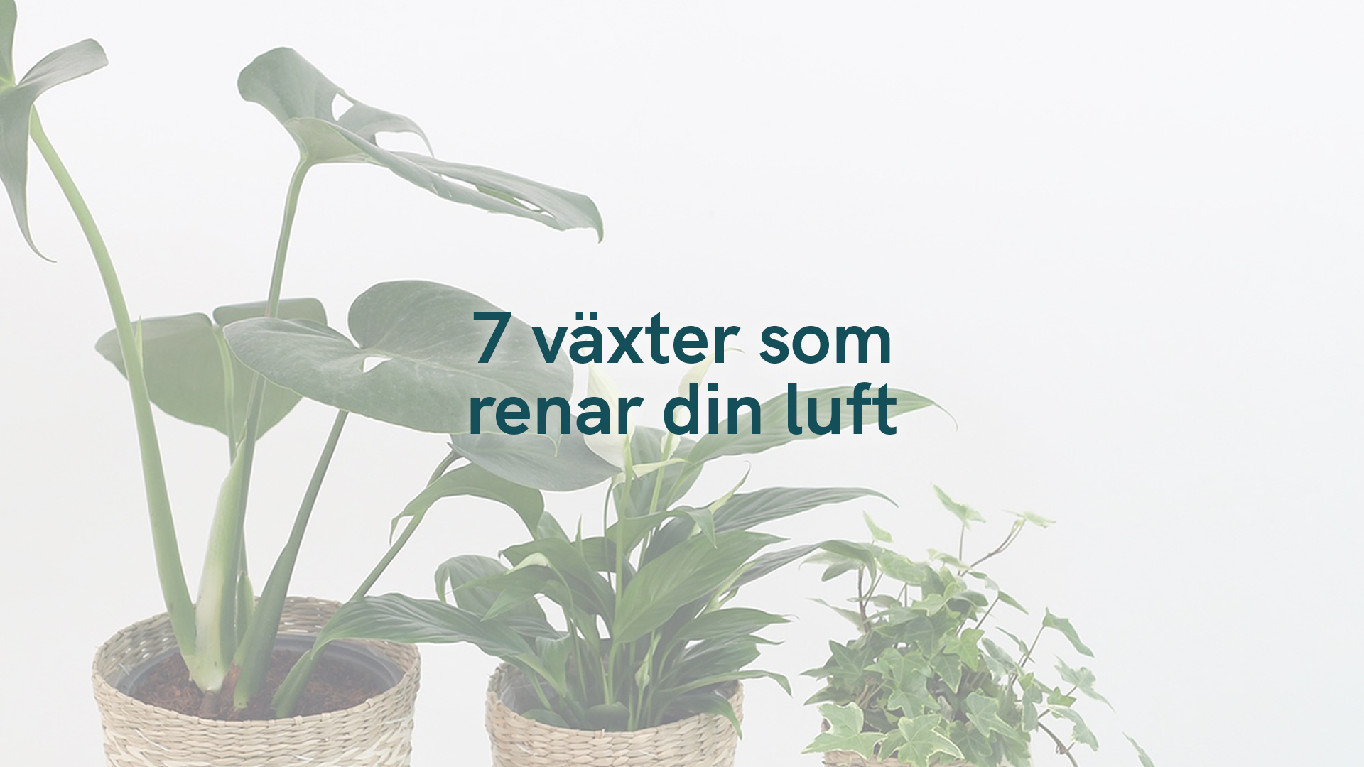 7 växter som renar din luft