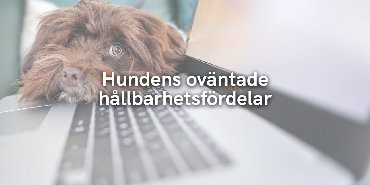 Hundens oväntade hållbarhetsfördelar