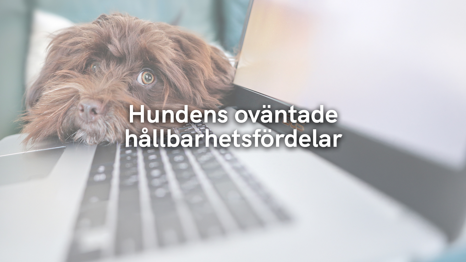 Hundens oväntade hållbarhetsfördelar