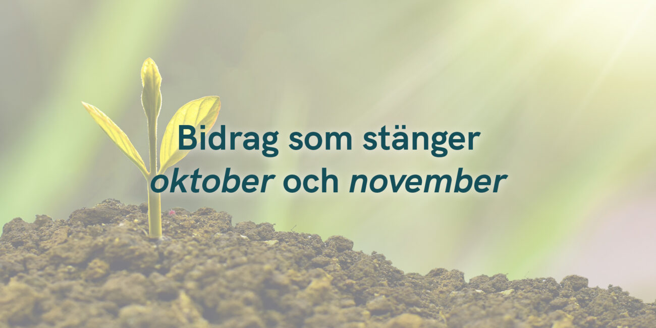 Bidrag som stänger under oktober och november 2024