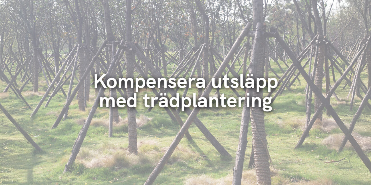 Kompensera utsläpp med trädplantering