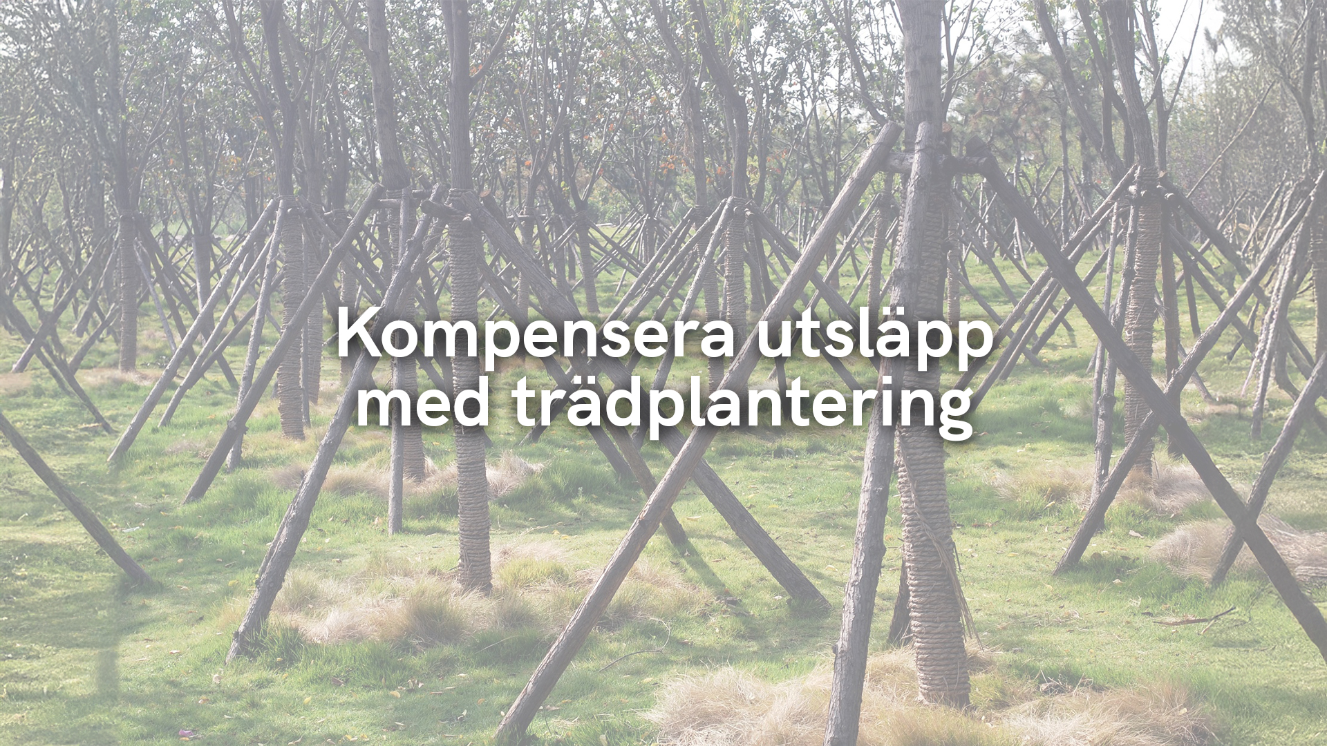 Kompensera utsläpp med trädplantering