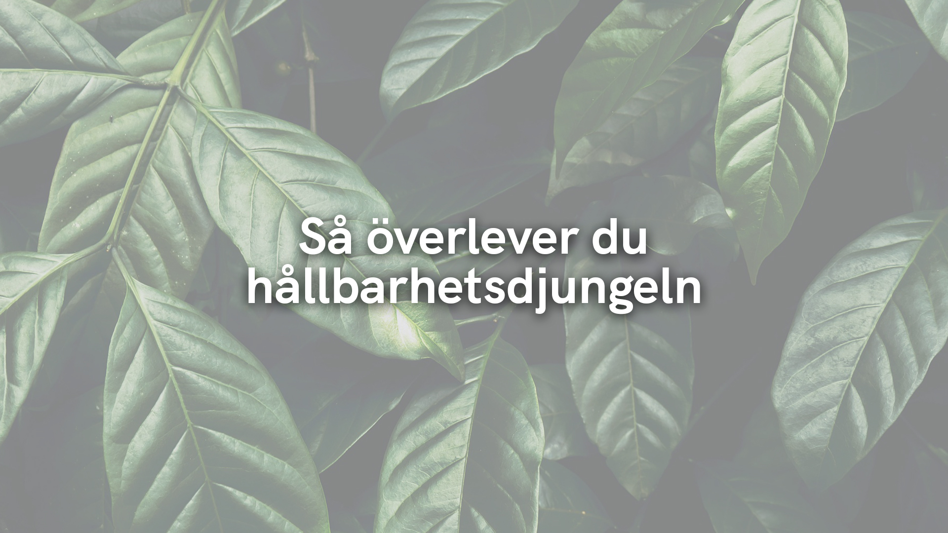 Så överlever du hållbarhetsdjungeln