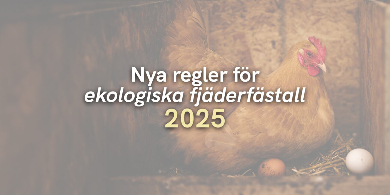 Nya regler – ekologiska fjäderfästall 2025