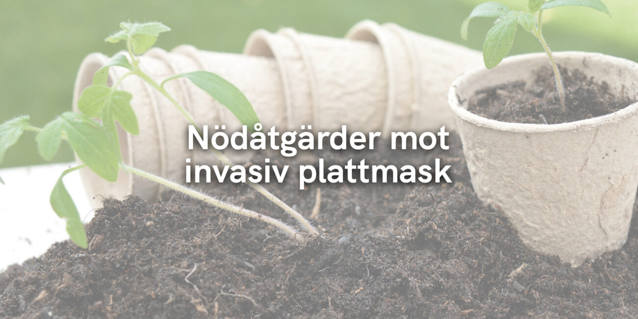 Nödåtgärder mot invasiv plattmask