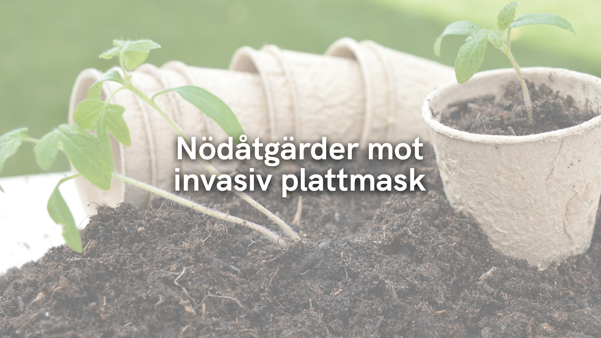 Nödåtgärder mot invasiv plattmask