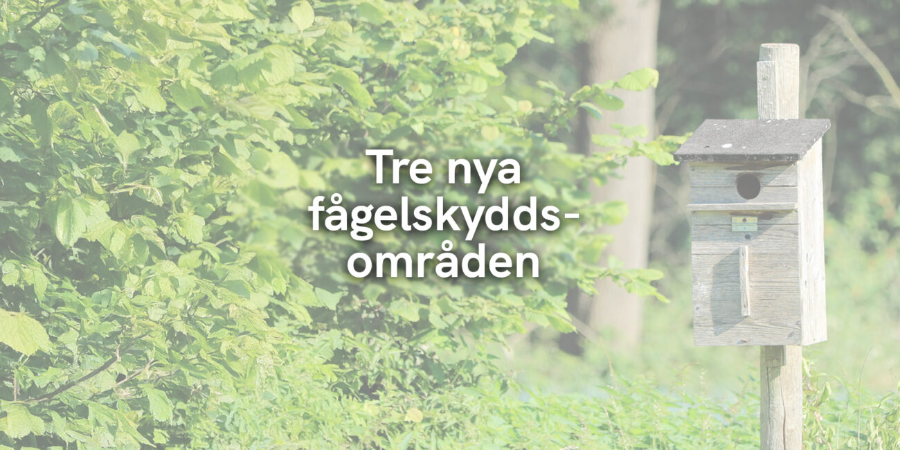 Tre nya fågelskyddsområden