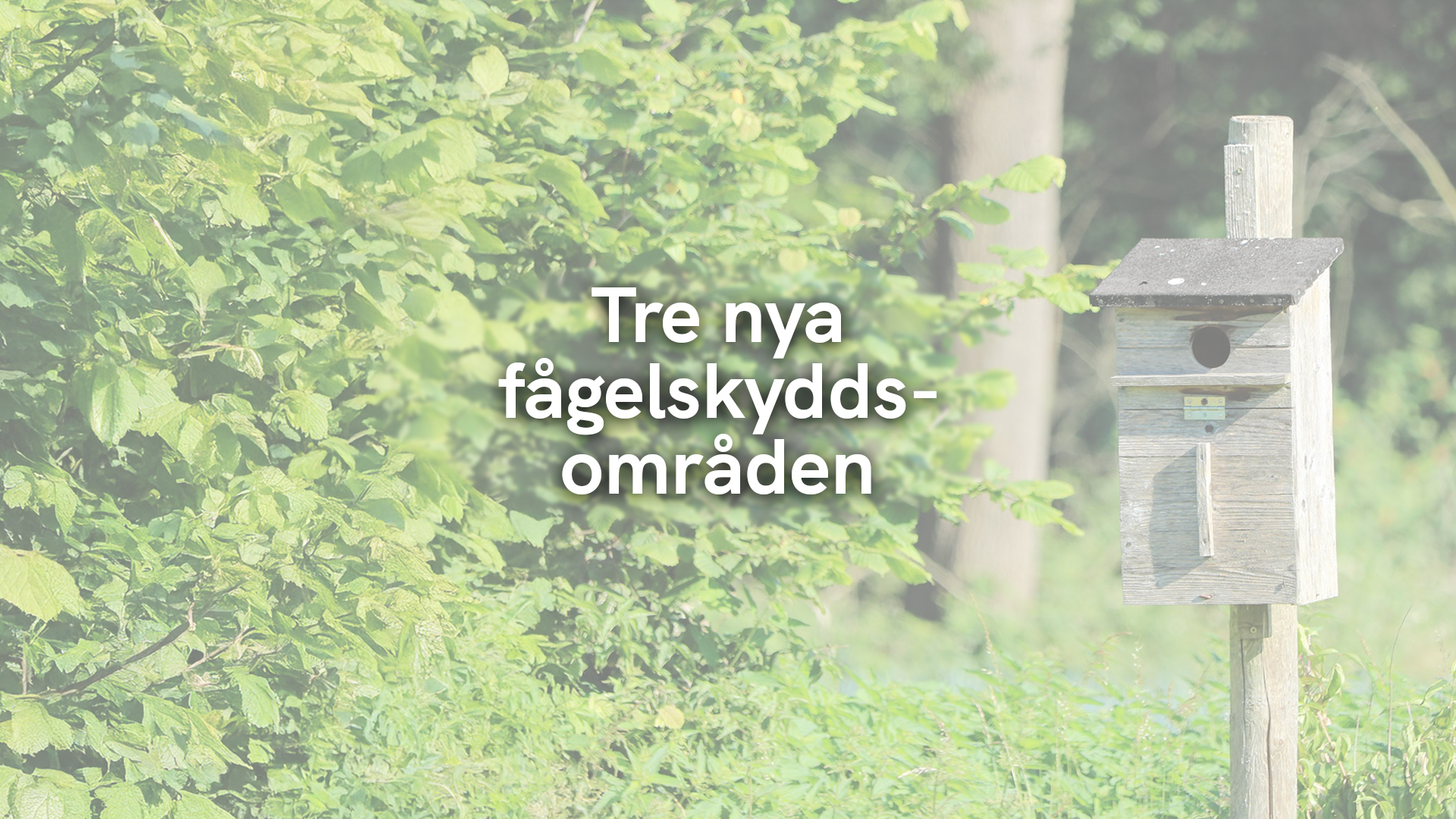 Tre nya fågelskyddsområden