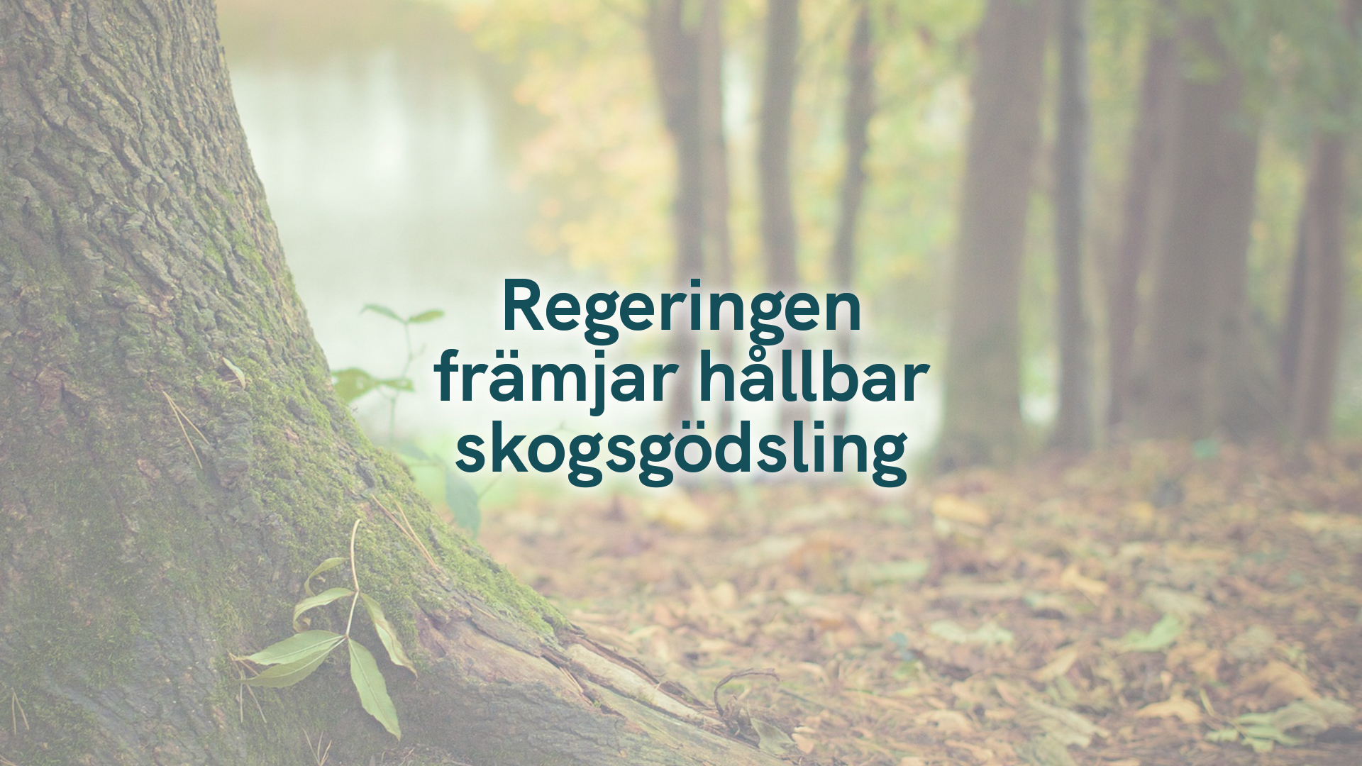 Regeringen främjar hållbar skogsgödsling