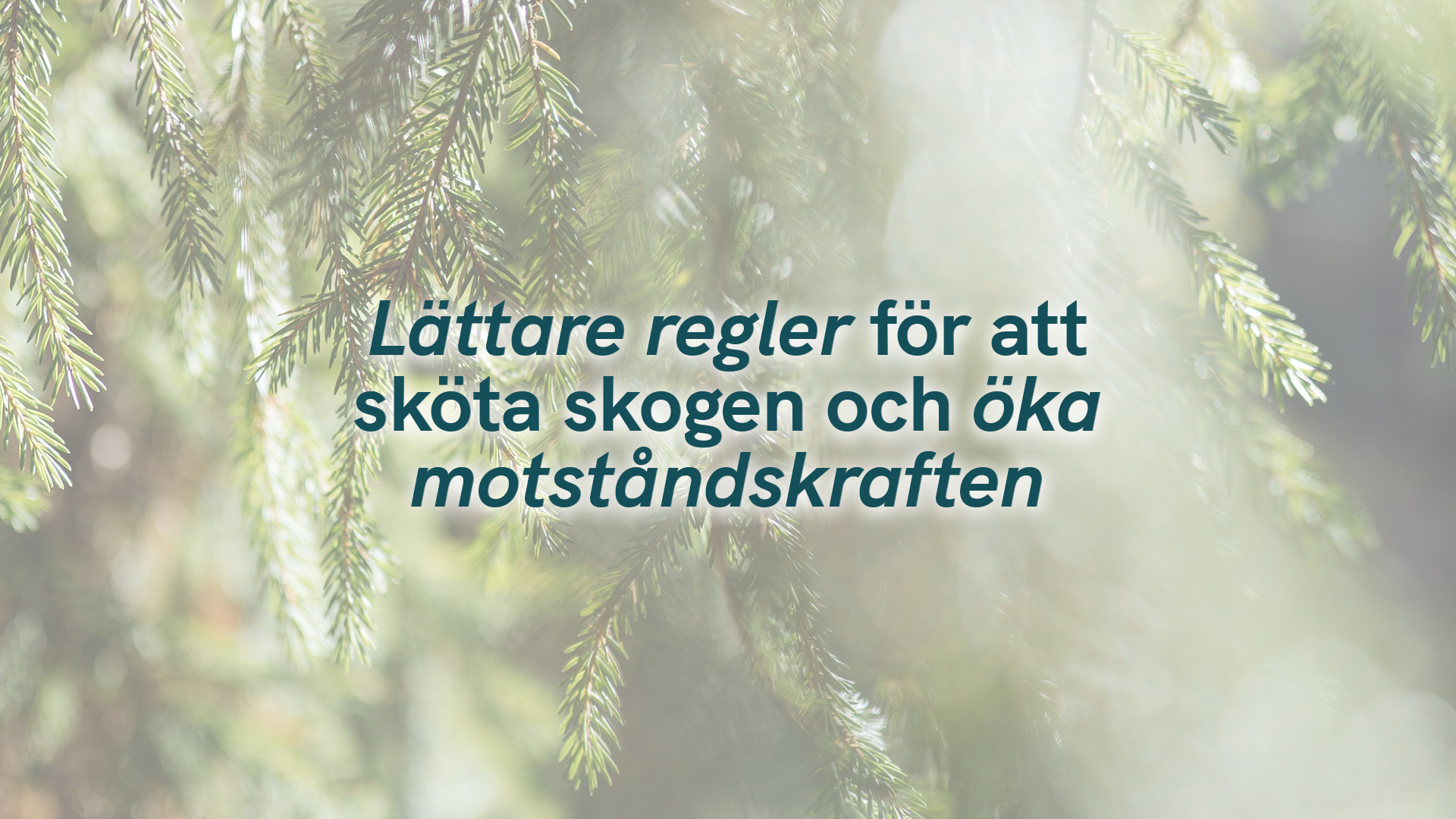 Lättare regler för att sköta skogen och öka motståndskraften