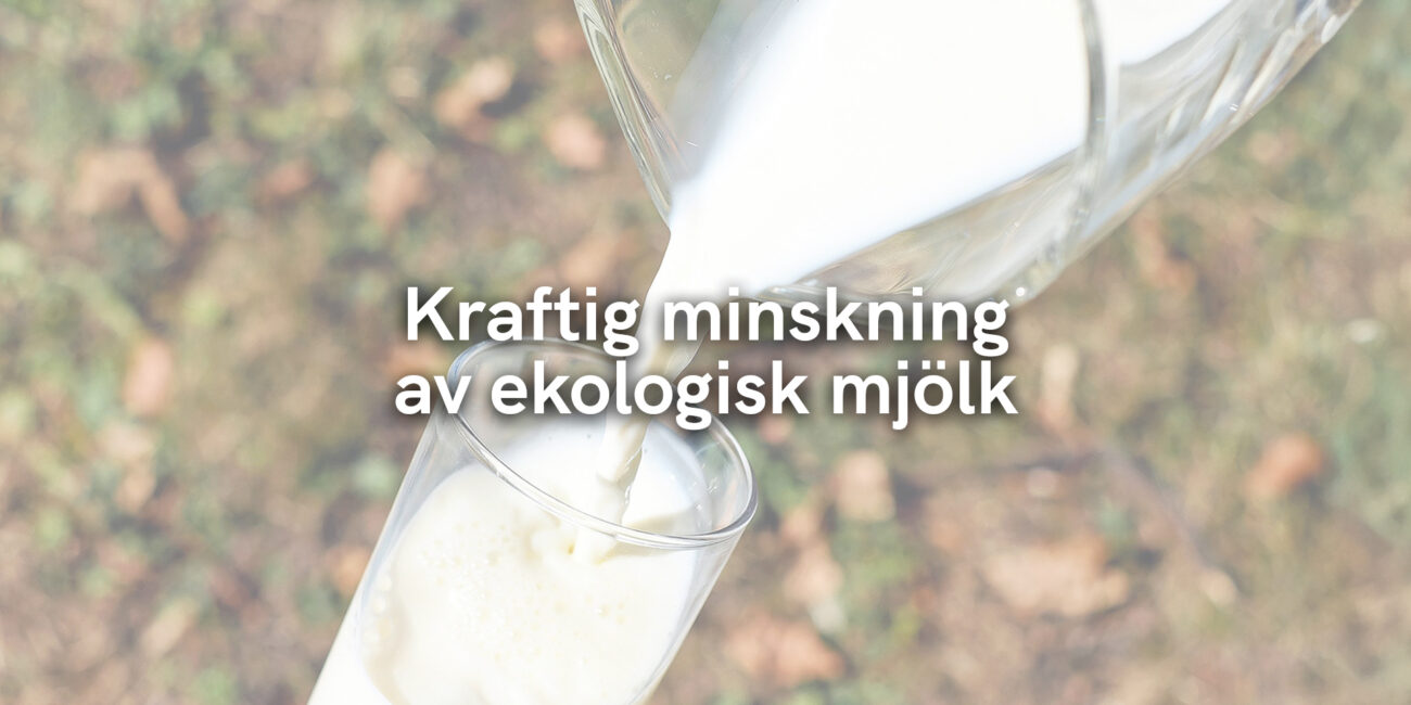 Kraftig minskning av ekologisk mjölk 