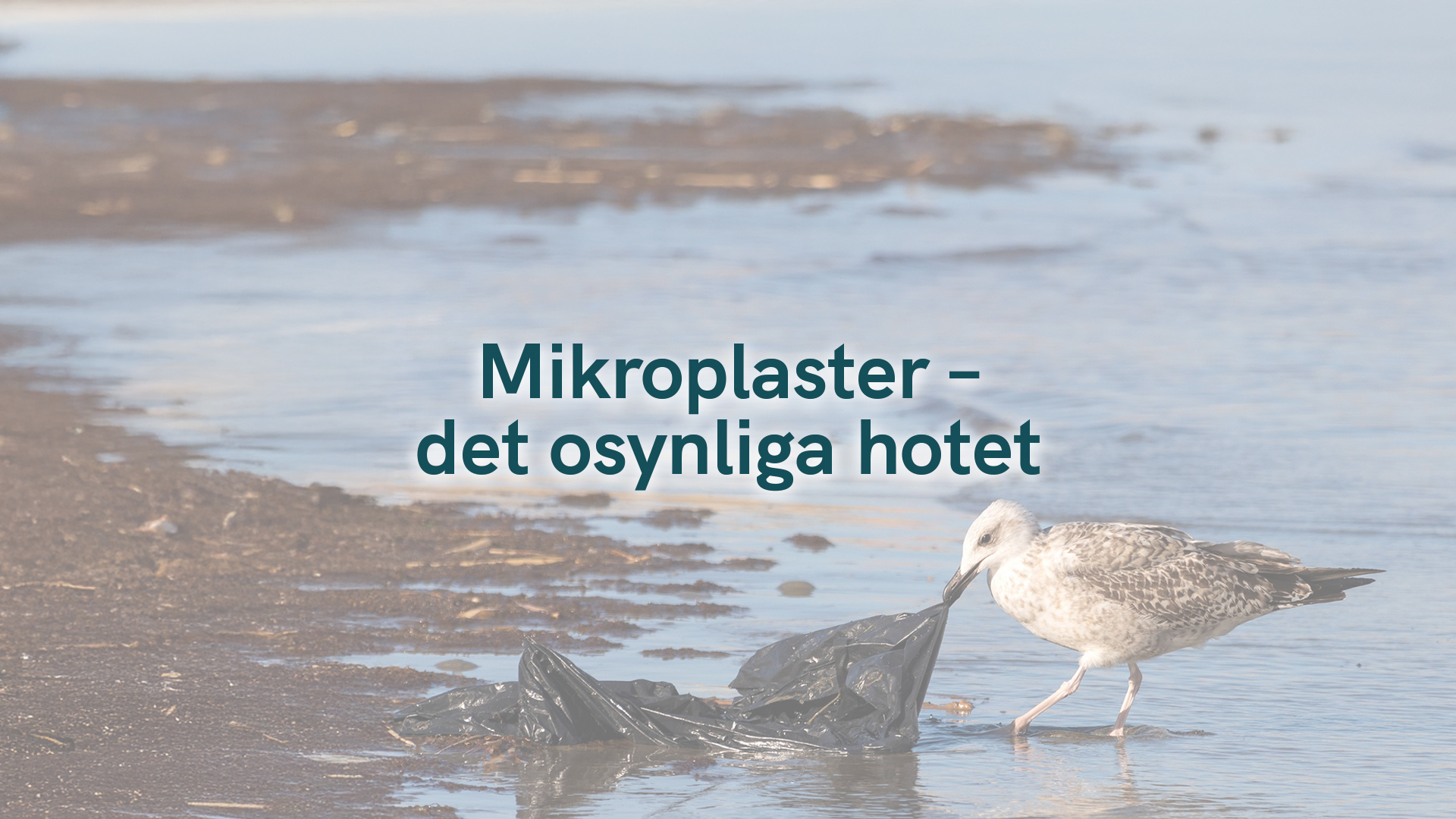 Mikroplaster – det osynliga hotet