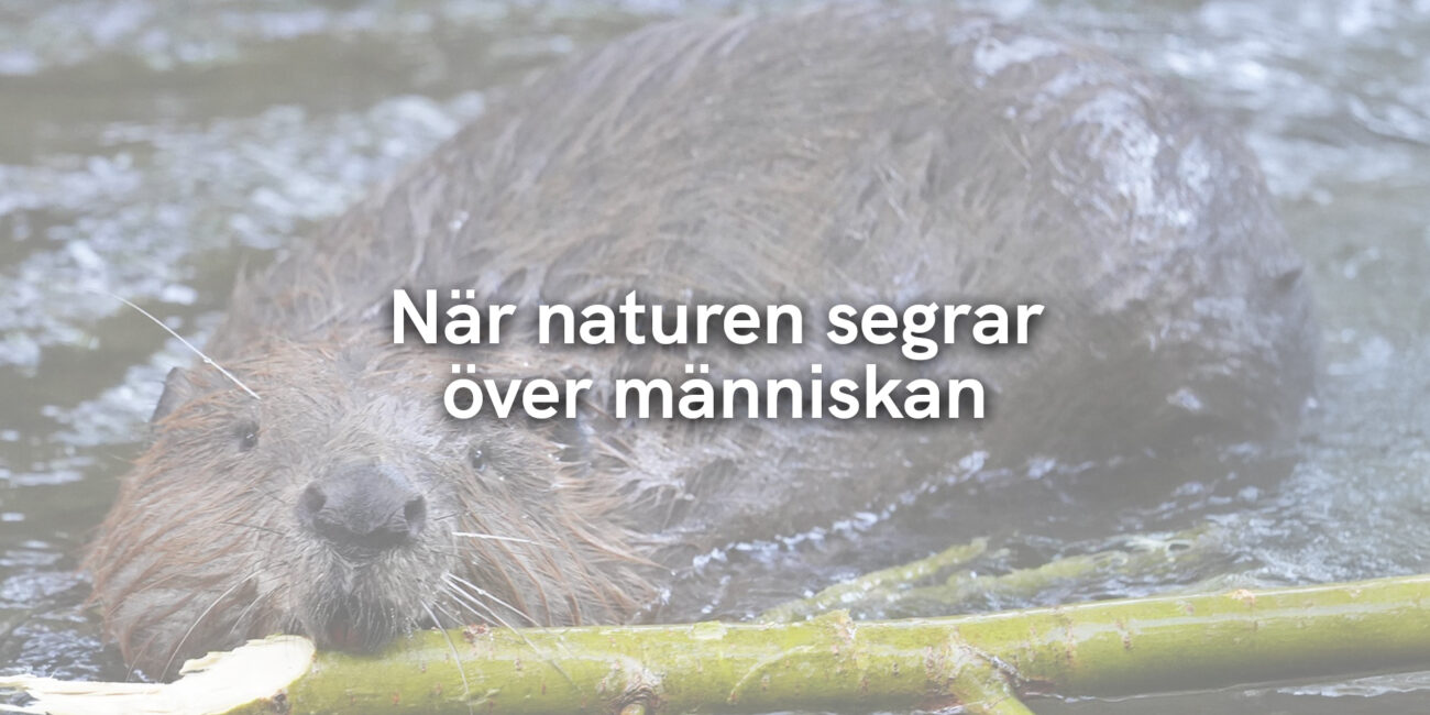 När naturen segrar över människan