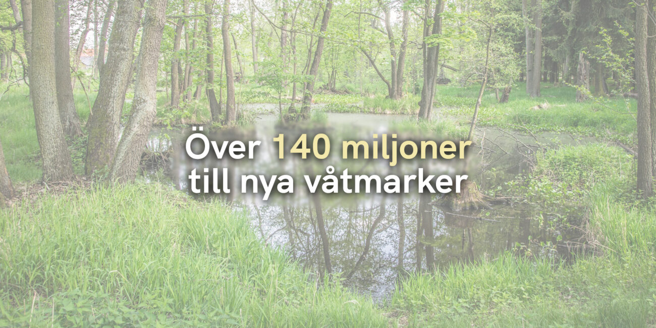 Över 140 miljoner till nya våtmarker