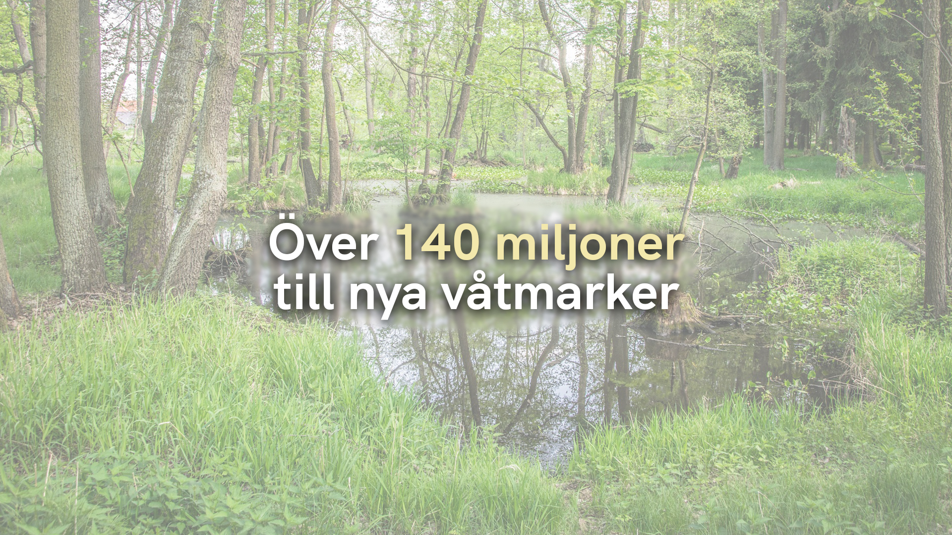 Över 140 miljoner till nya våtmarker