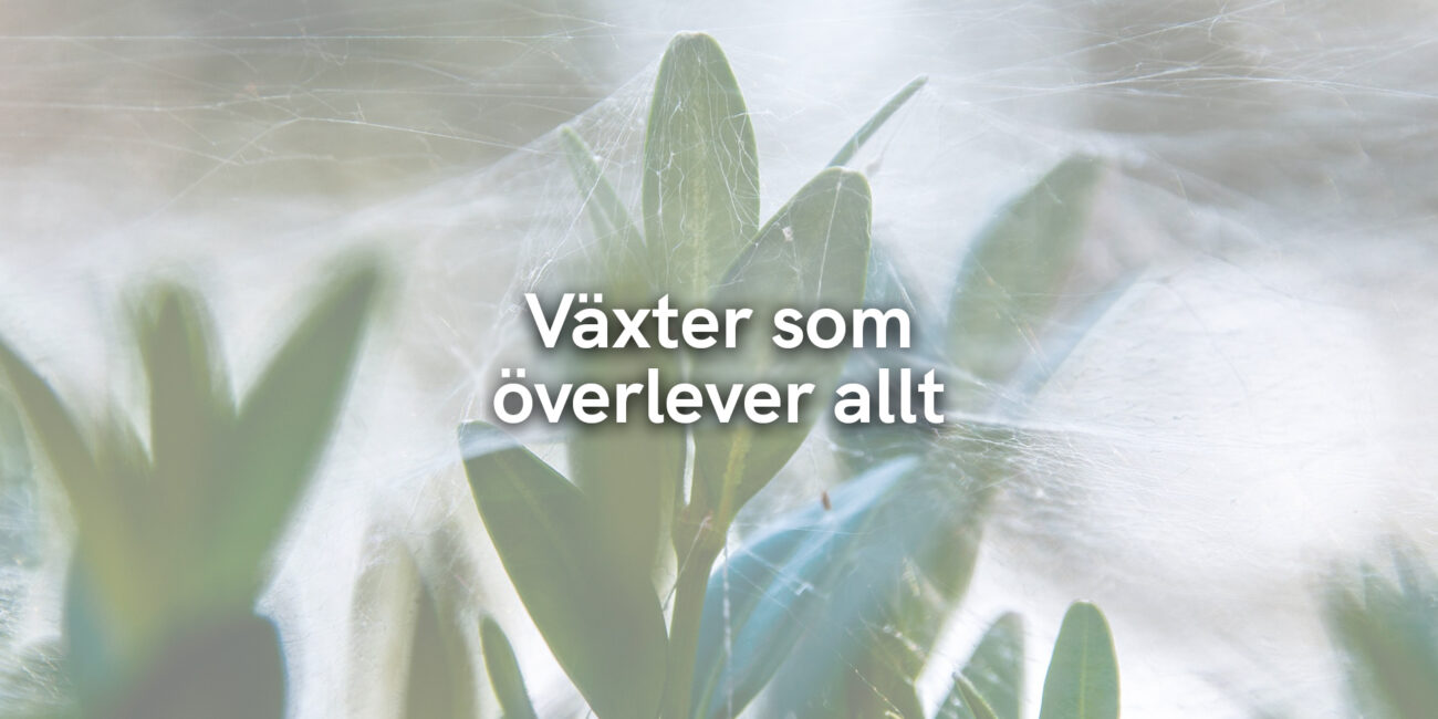 Växter som överlever allt 