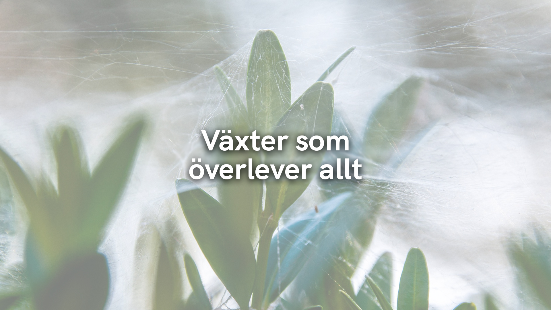 Växter som överlever allt 