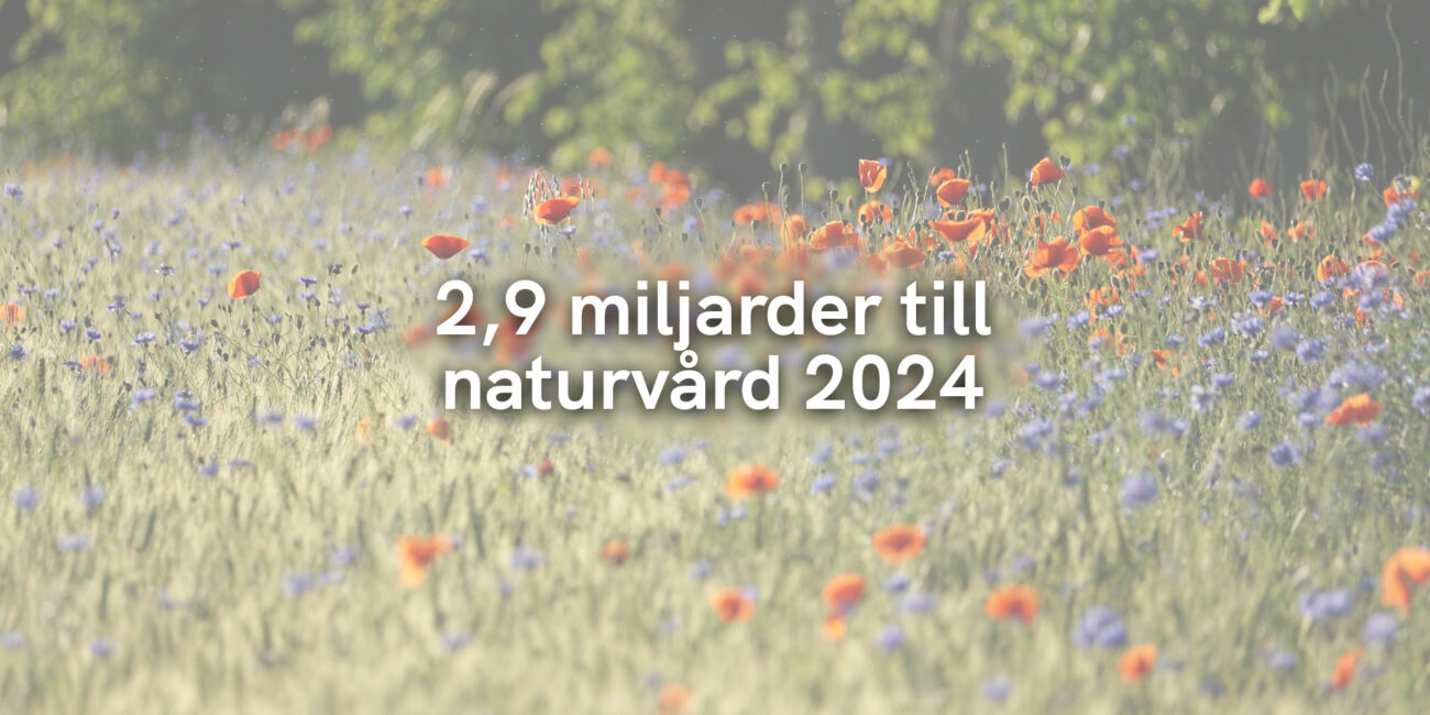 2,9 miljarder till naturvård 2024